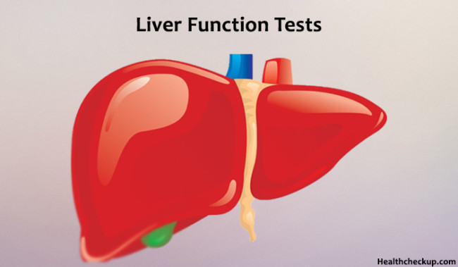 What Is Lft Liver Function Test