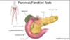 Pancreas Function Tests: 9 Types, Normal Values, Causes of High Lipase