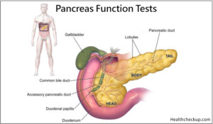 Pancreas Function Tests: 9 Types, Normal Values, Causes of High Lipase