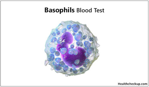 My Absolute Basophil Count Is 0