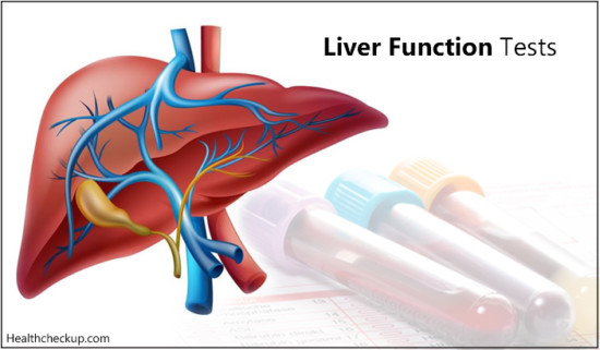 High Globulin In Liver Function Test