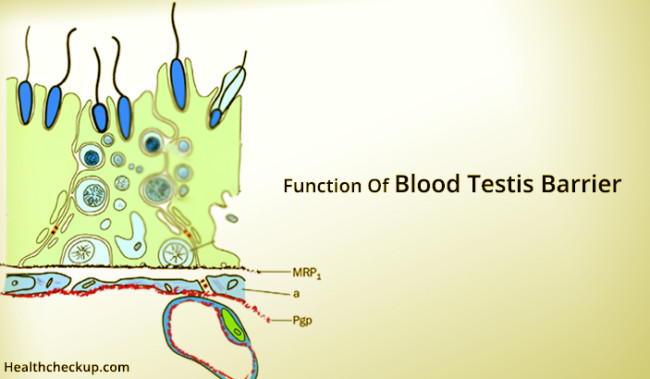 what-is-the-function-of-blood-testis-barrier-what-are-sertoli-cells