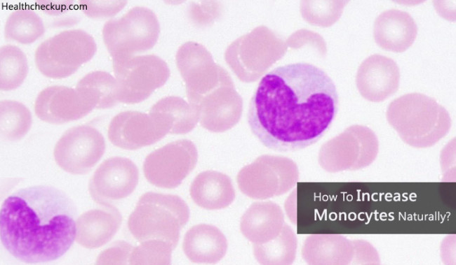 how-to-increase-monocytes-in-blood-naturally-health-checkup