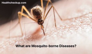 Mosquito-borne Diseases - Symptoms, Diagnosis, Treatment, Prevention ...