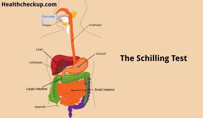 The Schilling Test: Purpose, Procedure, Alternative Diagnostic Methods